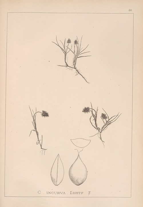 Herbier de la flore française Pl.1237