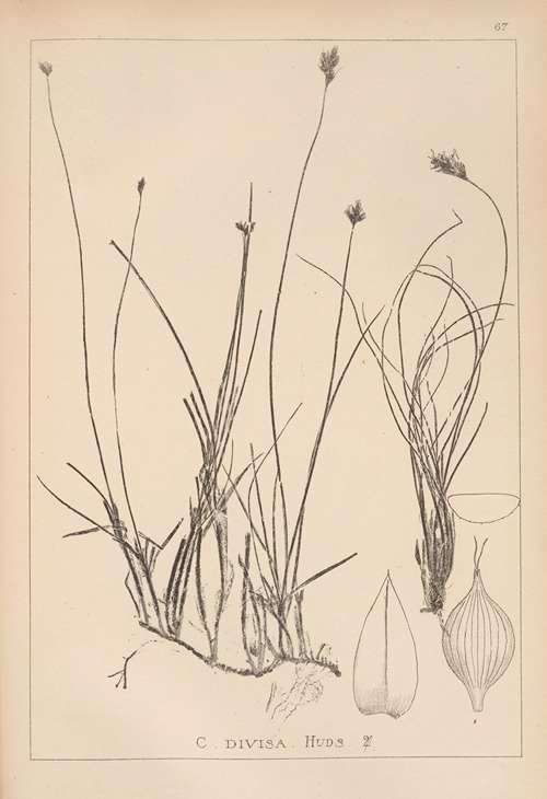 Herbier de la flore française Pl.1238
