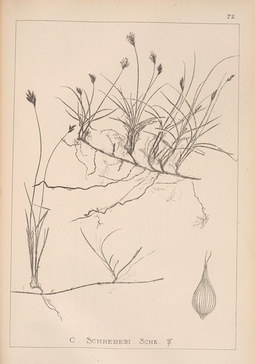 Herbier de la flore française Pl.1243