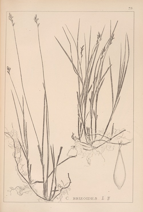 Herbier de la flore française Pl.1244