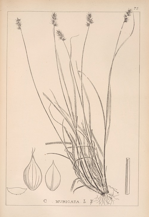 Herbier de la flore française Pl.1246