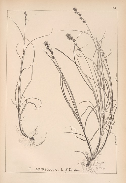 Herbier de la flore française Pl.1247