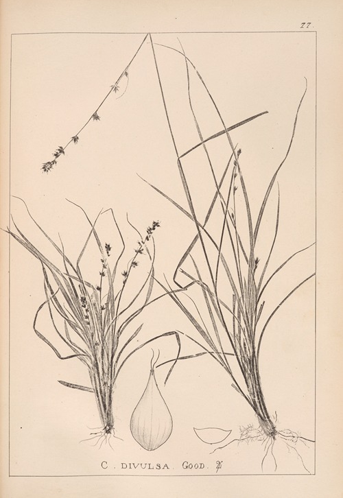 Herbier de la flore française Pl.1248