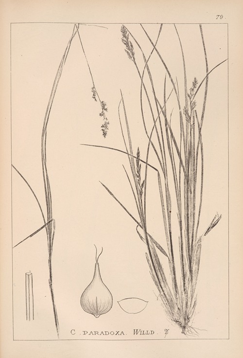 Herbier de la flore française Pl.1250