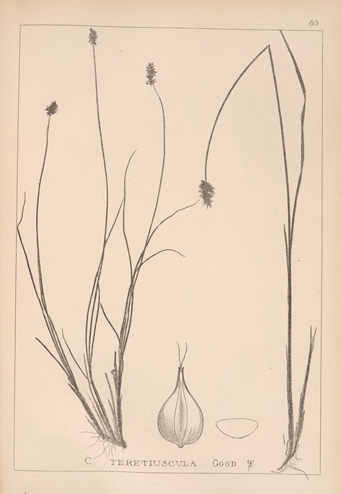 Herbier de la flore française Pl.1251