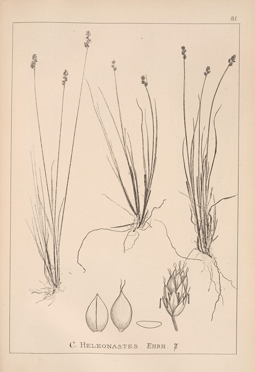 Herbier de la flore française Pl.1252