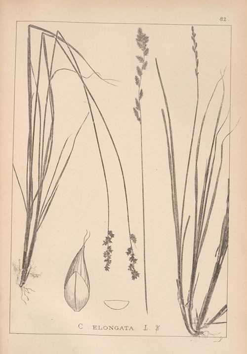 Herbier de la flore française Pl.1253