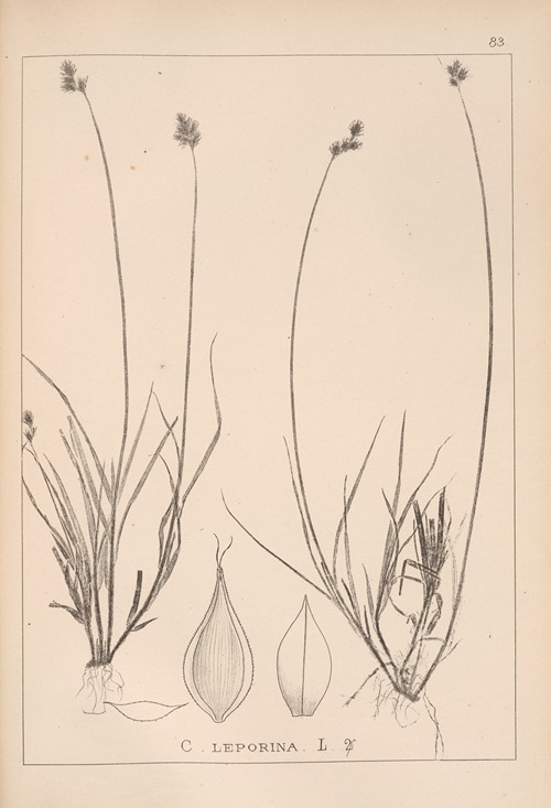 Herbier de la flore française Pl.1254