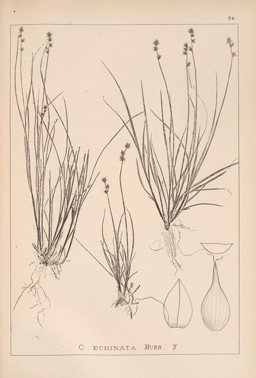 Herbier de la flore française Pl.1255