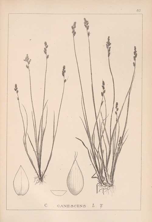 Herbier de la flore française Pl.1256