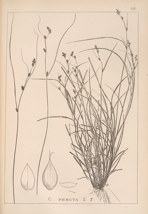 Herbier de la flore française Pl.1257