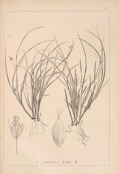 Herbier de la flore française Pl.1258