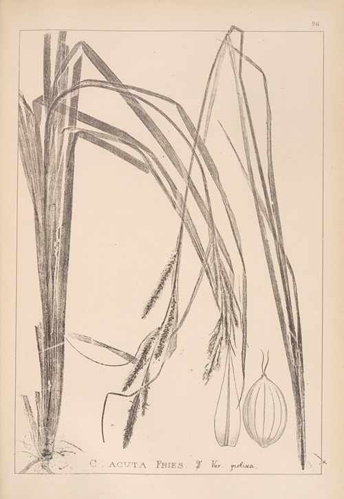 Herbier de la flore française Pl.1267