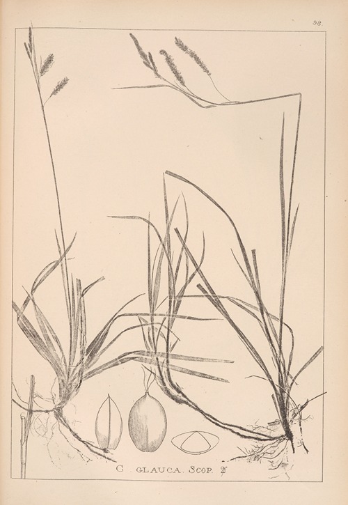 Herbier de la flore française Pl.1269