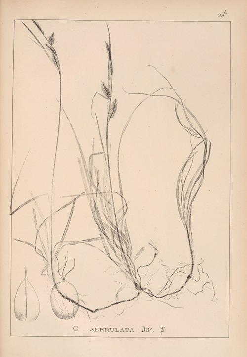 Herbier de la flore française Pl.1271