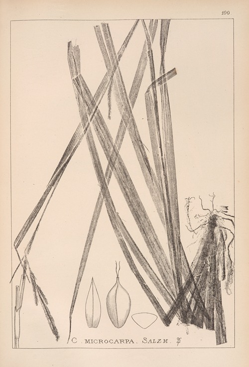 Herbier de la flore française Pl.1272