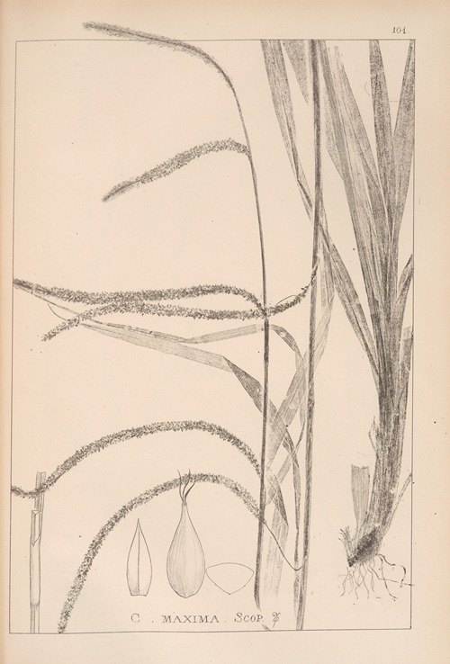 Herbier de la flore française Pl.1273
