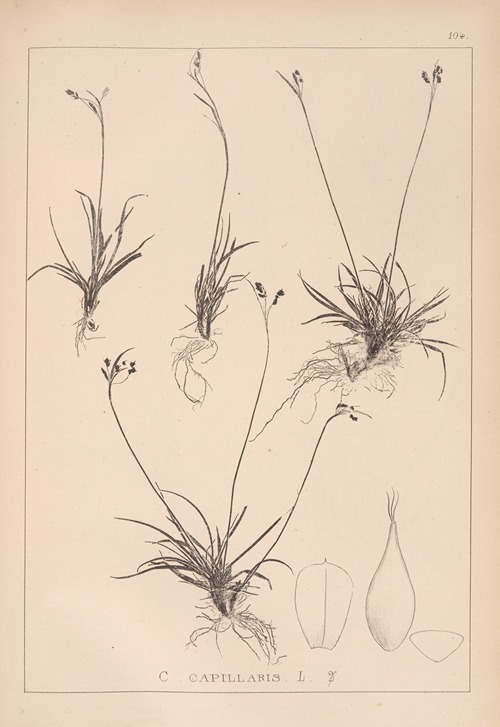 Herbier de la flore française Pl.1276