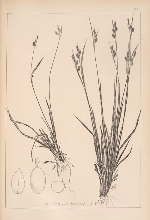Herbier de la flore française Pl.1277