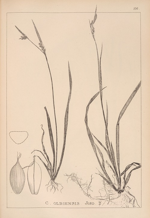 Herbier de la flore française Pl.1278