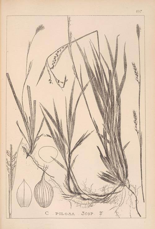 Herbier de la flore française Pl.1279