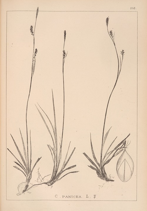 Herbier de la flore française Pl.1280