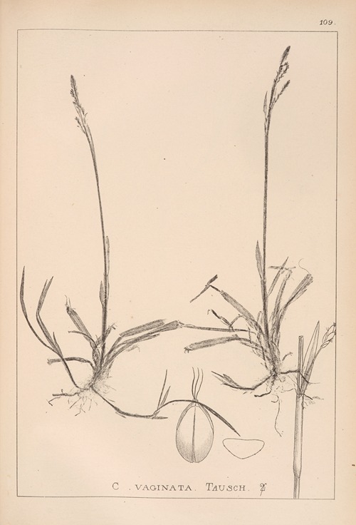 Herbier de la flore française Pl.1281