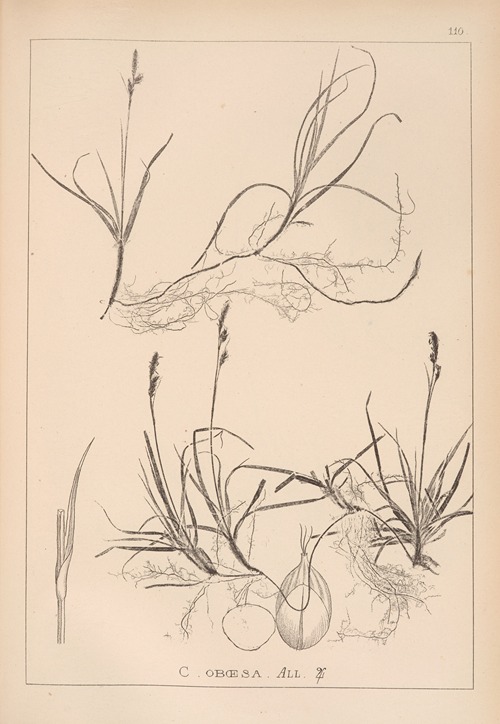Herbier de la flore française Pl.1282