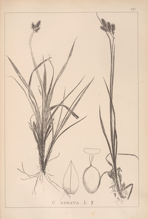 Herbier de la flore française Pl.1284
