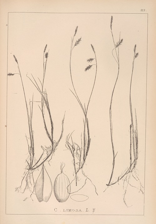 Herbier de la flore française Pl.1286