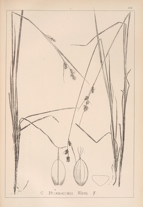 Herbier de la flore française Pl.1287