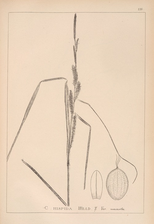 Herbier de la flore française Pl.1289