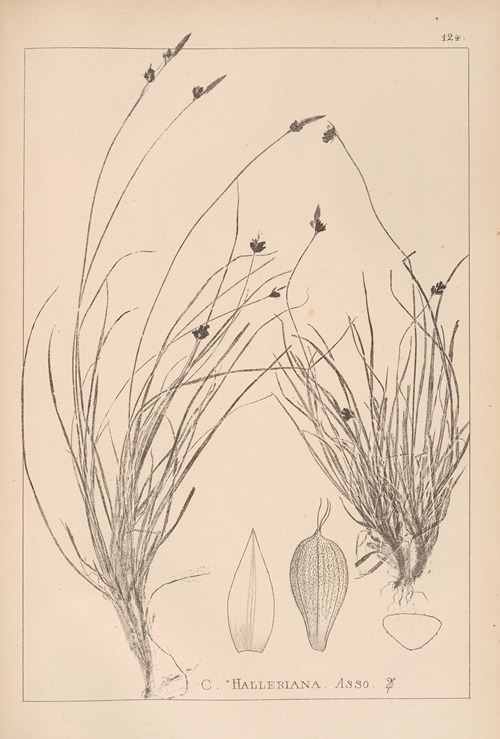 Herbier de la flore française Pl.1297