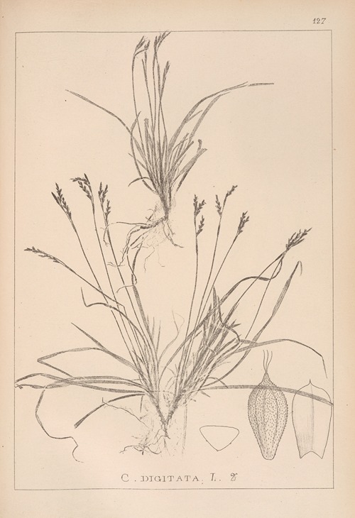 Herbier de la flore française Pl.1300