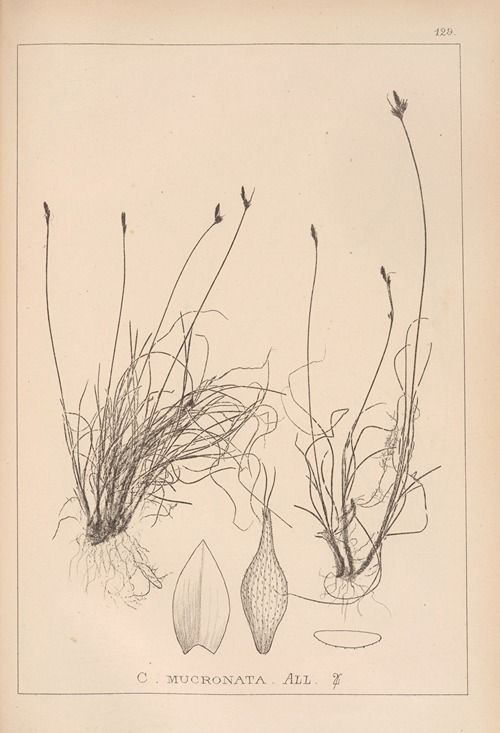 Herbier de la flore française Pl.1302