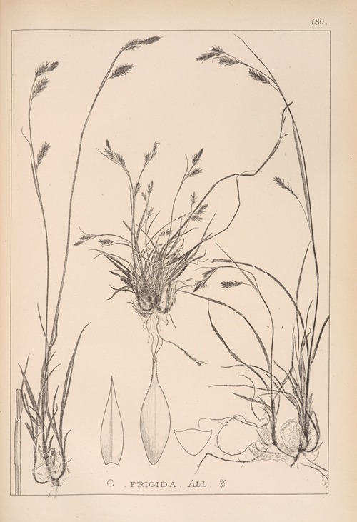 Herbier de la flore française Pl.1303