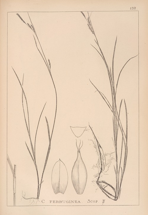 Herbier de la flore française Pl.1305