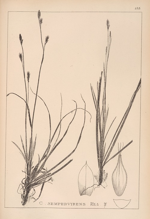 Herbier de la flore française Pl.1306