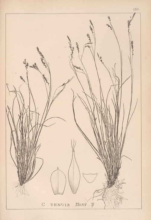 Herbier de la flore française Pl.1308