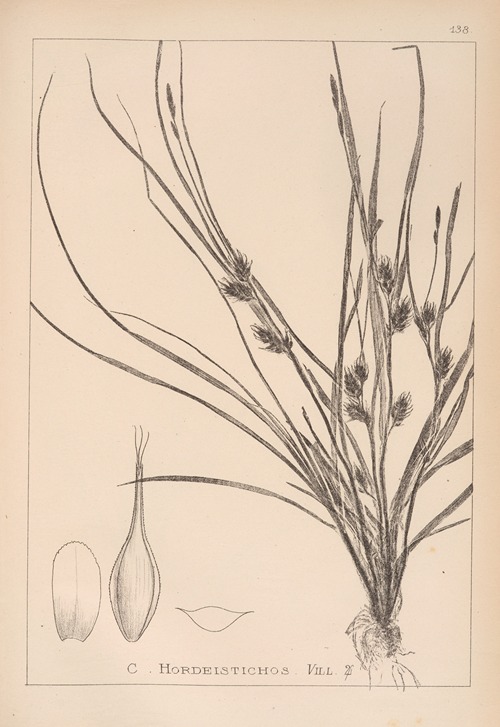Herbier de la flore française Pl.1311