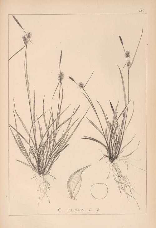 Herbier de la flore française Pl.1312