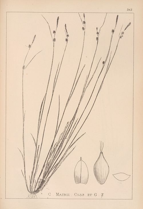 Herbier de la flore française Pl.1315