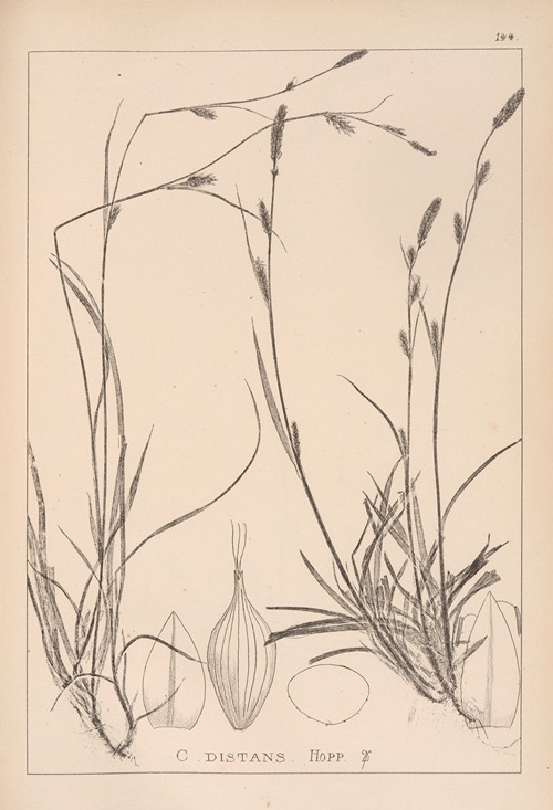 Herbier de la flore française Pl.1317