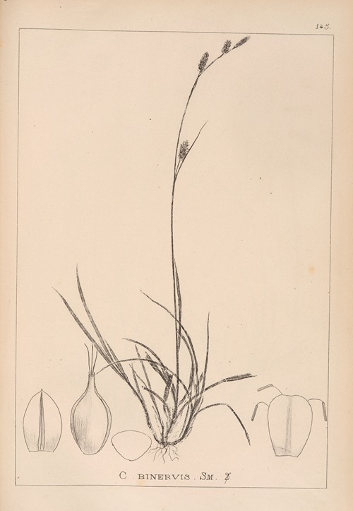 Herbier de la flore française Pl.1318