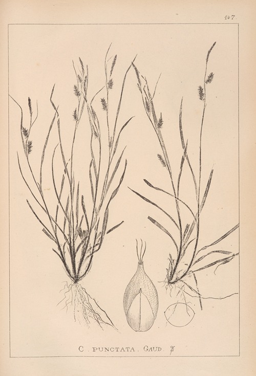 Herbier de la flore française Pl.1320