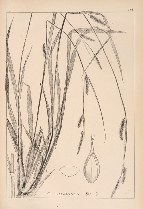 Herbier de la flore française Pl.1321