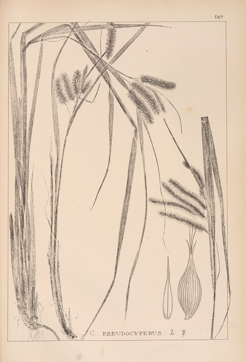 Herbier de la flore française Pl.1322