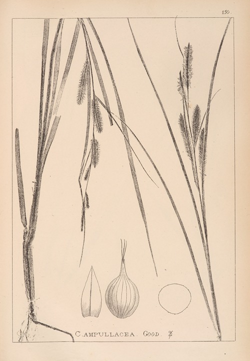 Herbier de la flore française Pl.1323