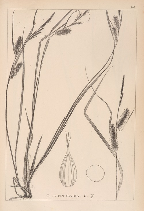 Herbier de la flore française Pl.1324