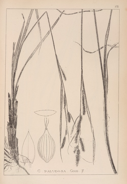 Herbier de la flore française Pl.1325